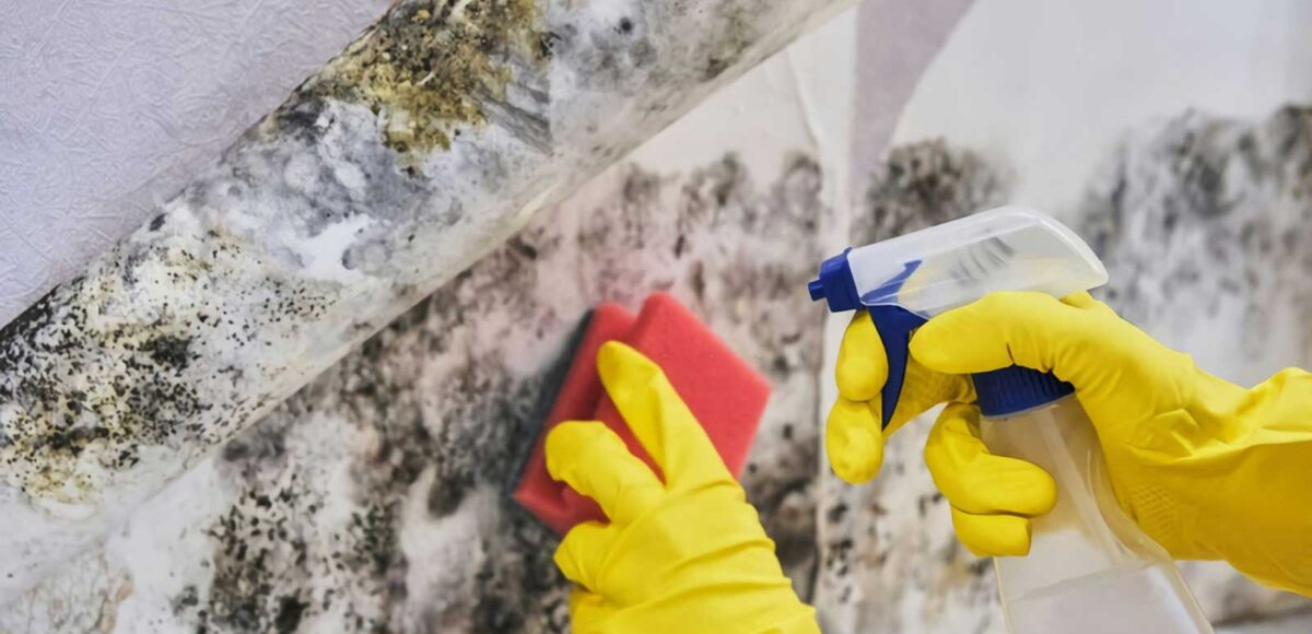 Top Mold Inspection Services