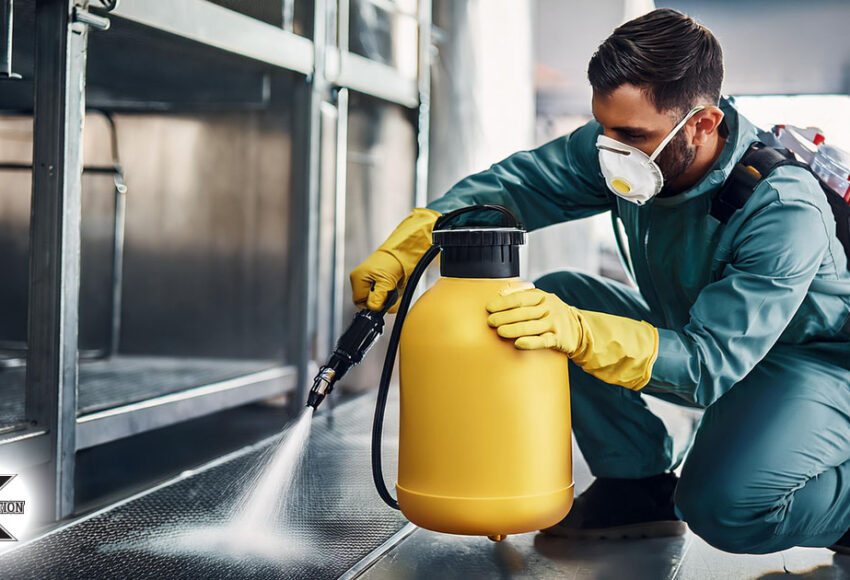 Black Mold Removal Near Me